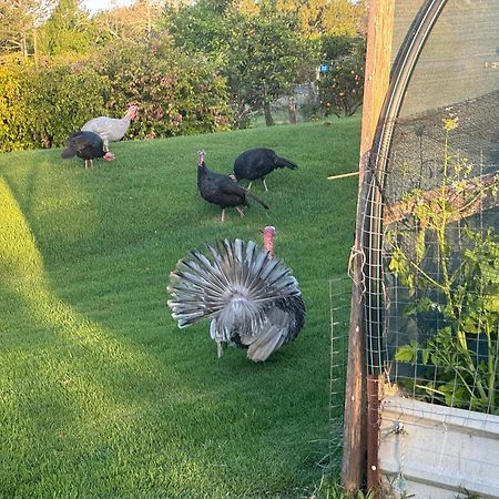 Bird Song Farm Ξενοδοχείο Hat Head Εξωτερικό φωτογραφία