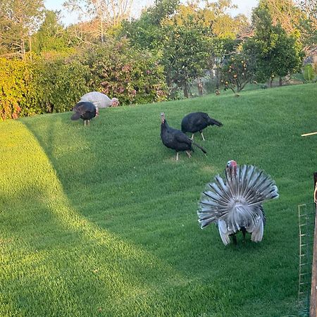 Bird Song Farm Ξενοδοχείο Hat Head Εξωτερικό φωτογραφία
